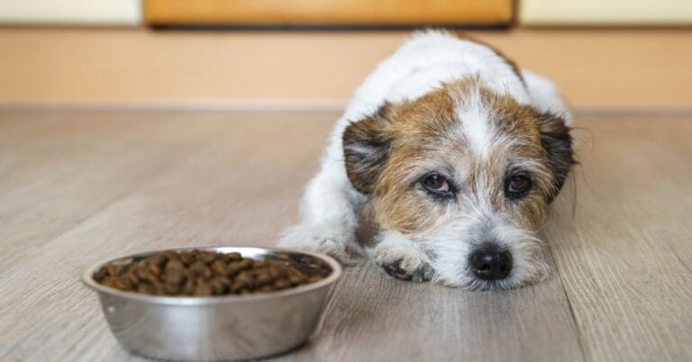 Image showcasing 11 Signs of an Upset Stomach in Dogs | PetMade