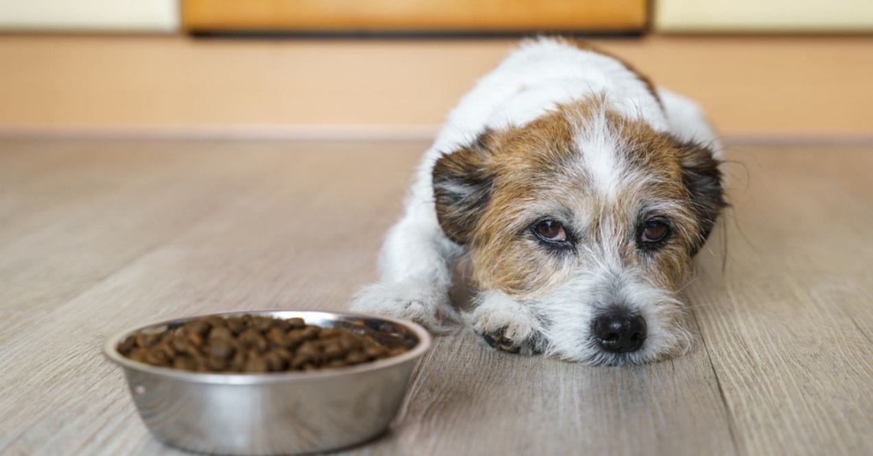 Sad dog lying next to a bowl of kibble on the floor