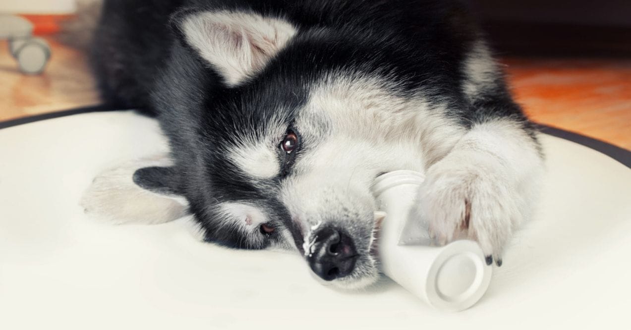 Husky licking yogurt from a container