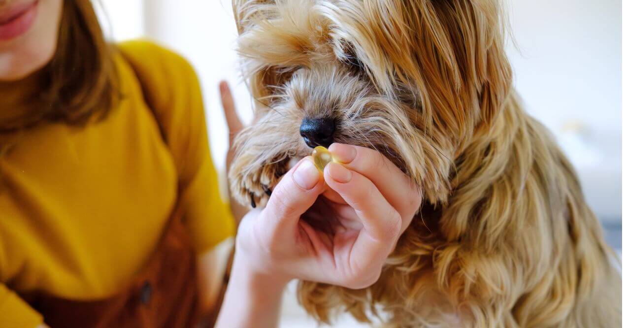 A dog being given an omega-3 supplement, answering the question, "is omega 3 good for dogs?