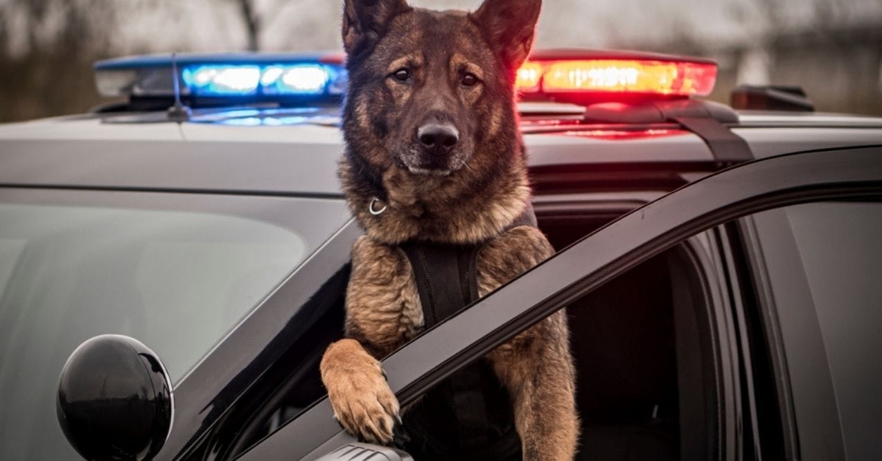 German Shepherd in a police car