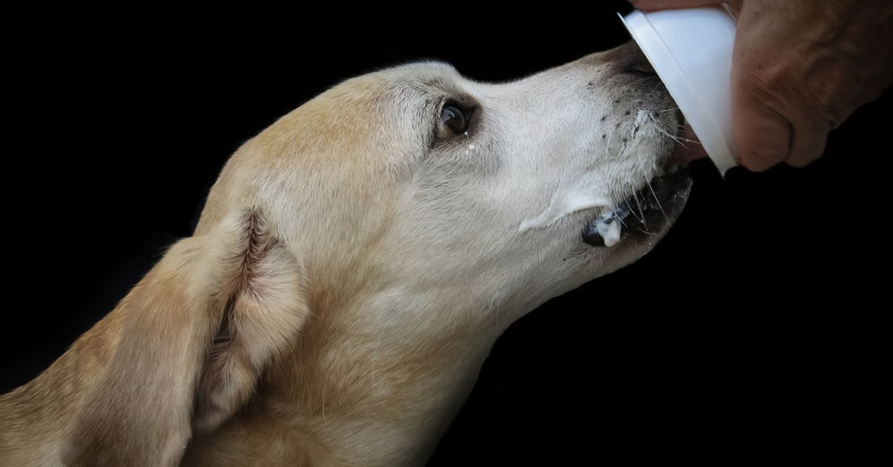 A Labrador Retriever licking yogurt from a cup