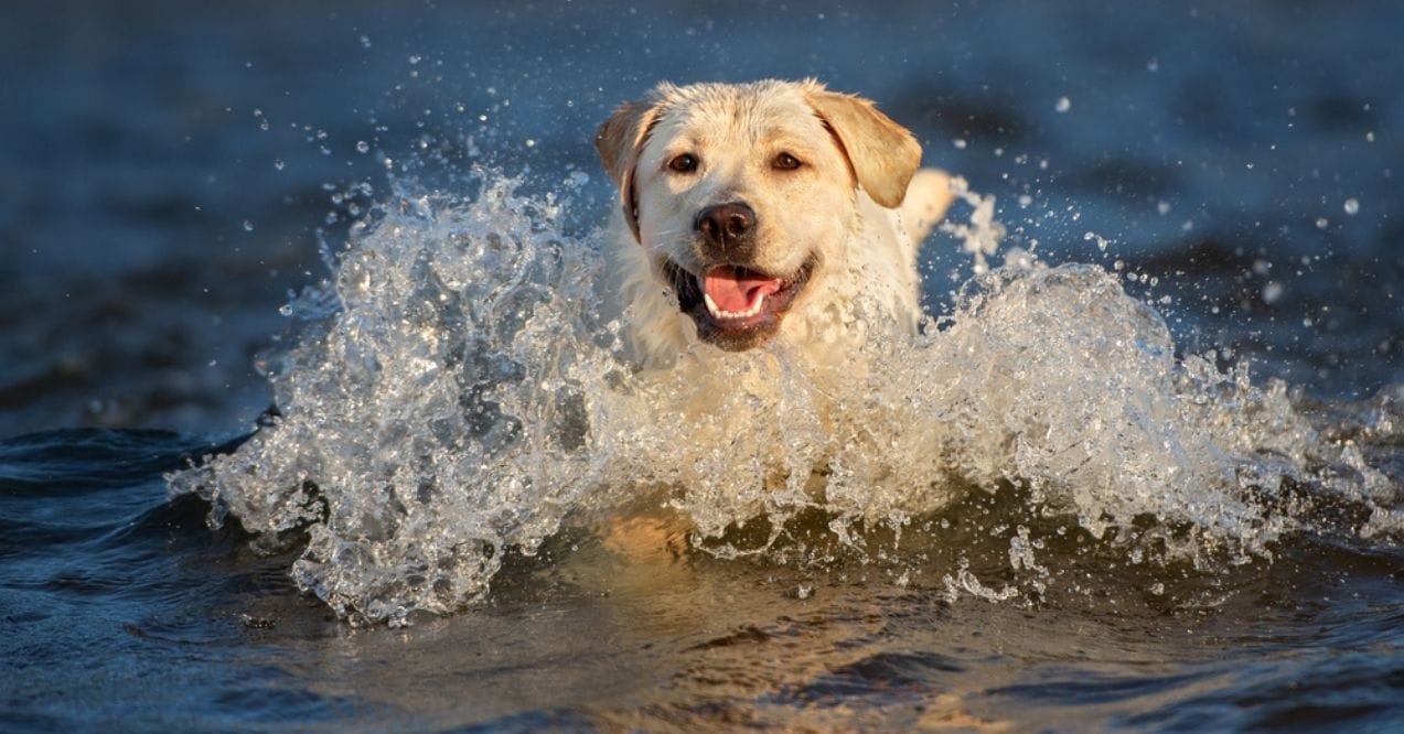 A Labrador Retriever splashing in the water