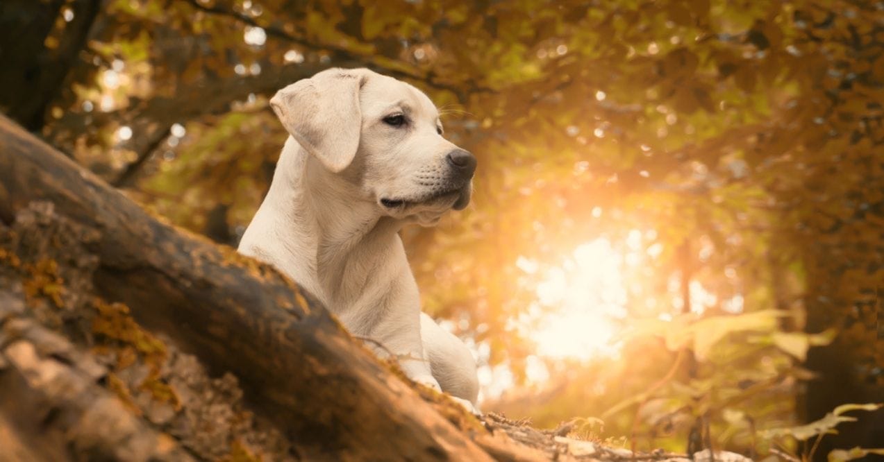 A Labrador Retriever resting in a forest at sunset