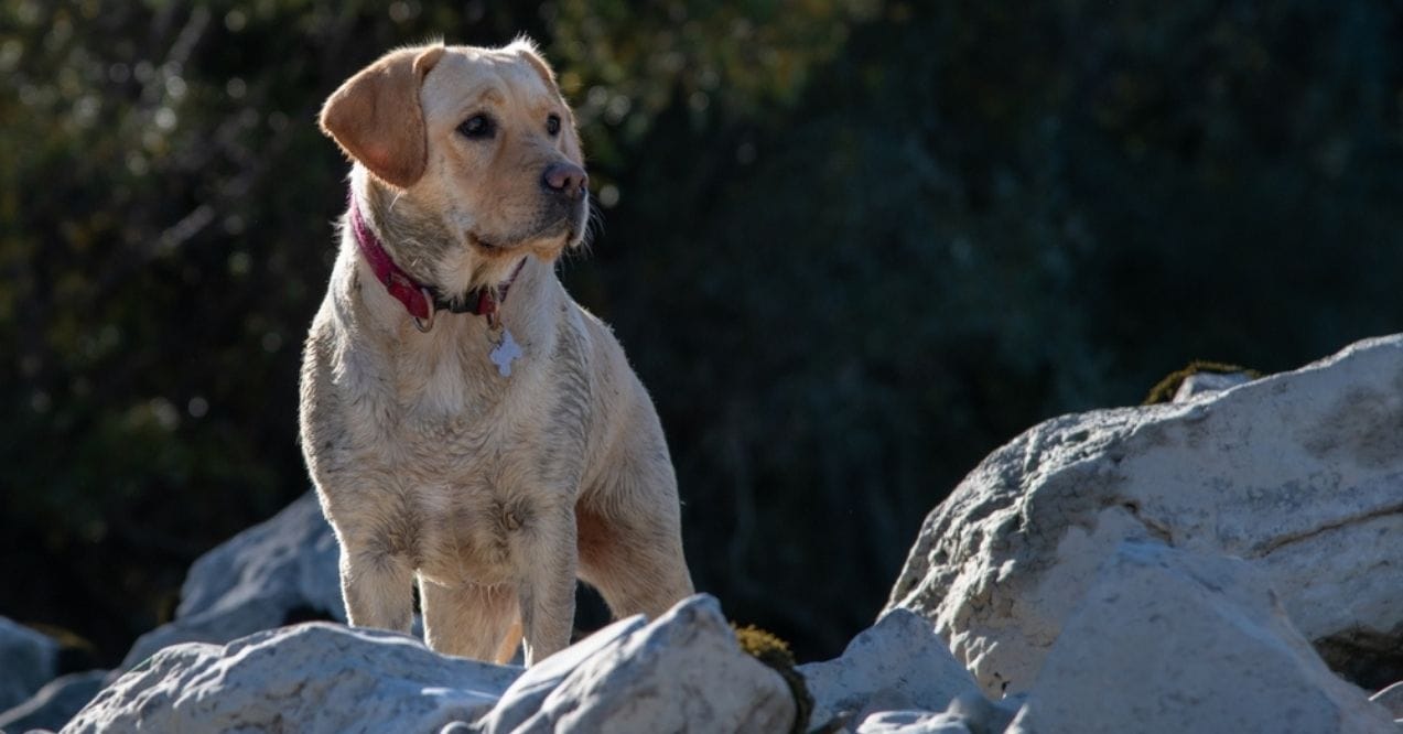 A Labrador Retriever standing on rocks outdoors