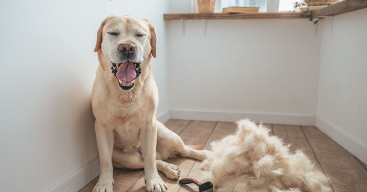 Labrador Retriever sitting with a pile of shed fur nearby