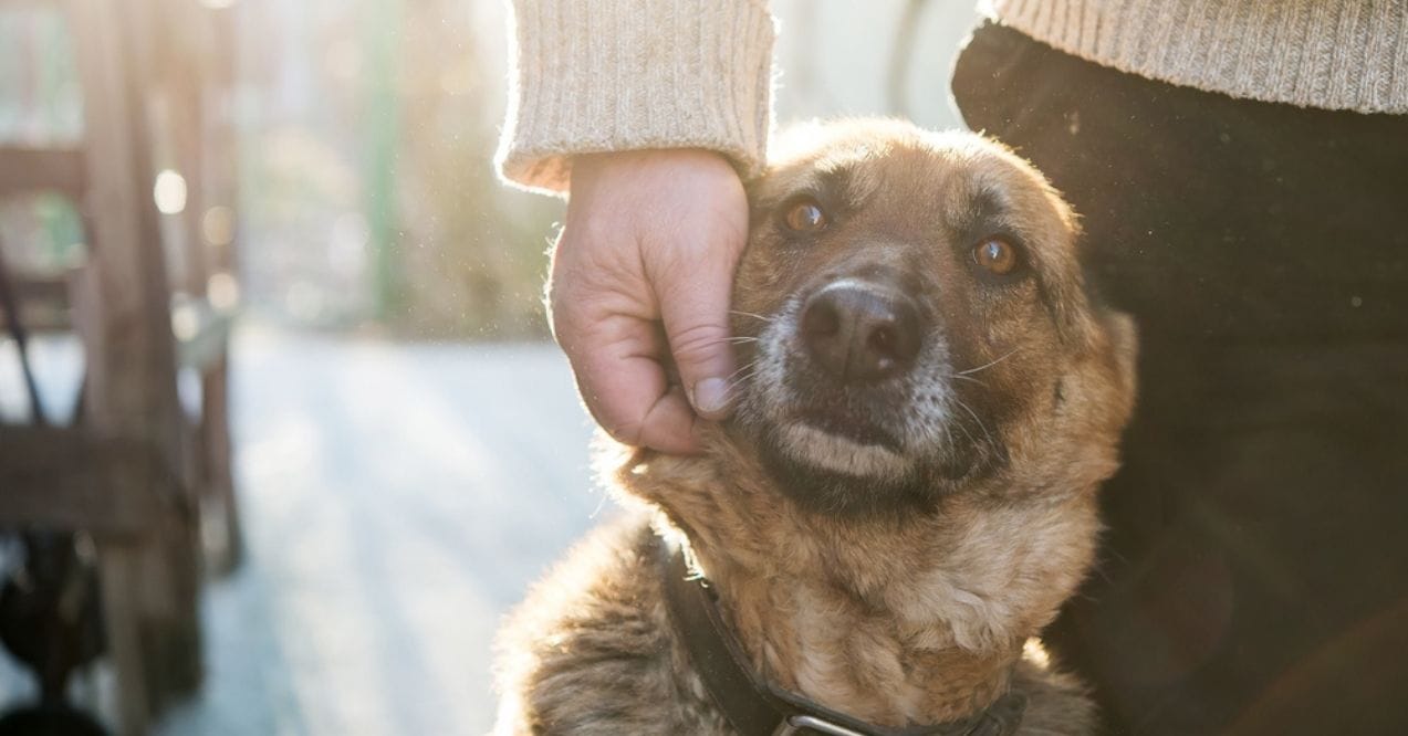 Man petting a German Shepherd