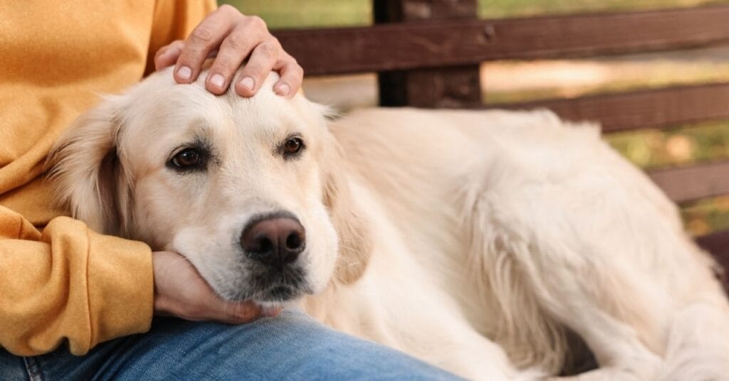 Golden Retriever Haircut Ultimate Guide: Types, Tools, Tips
