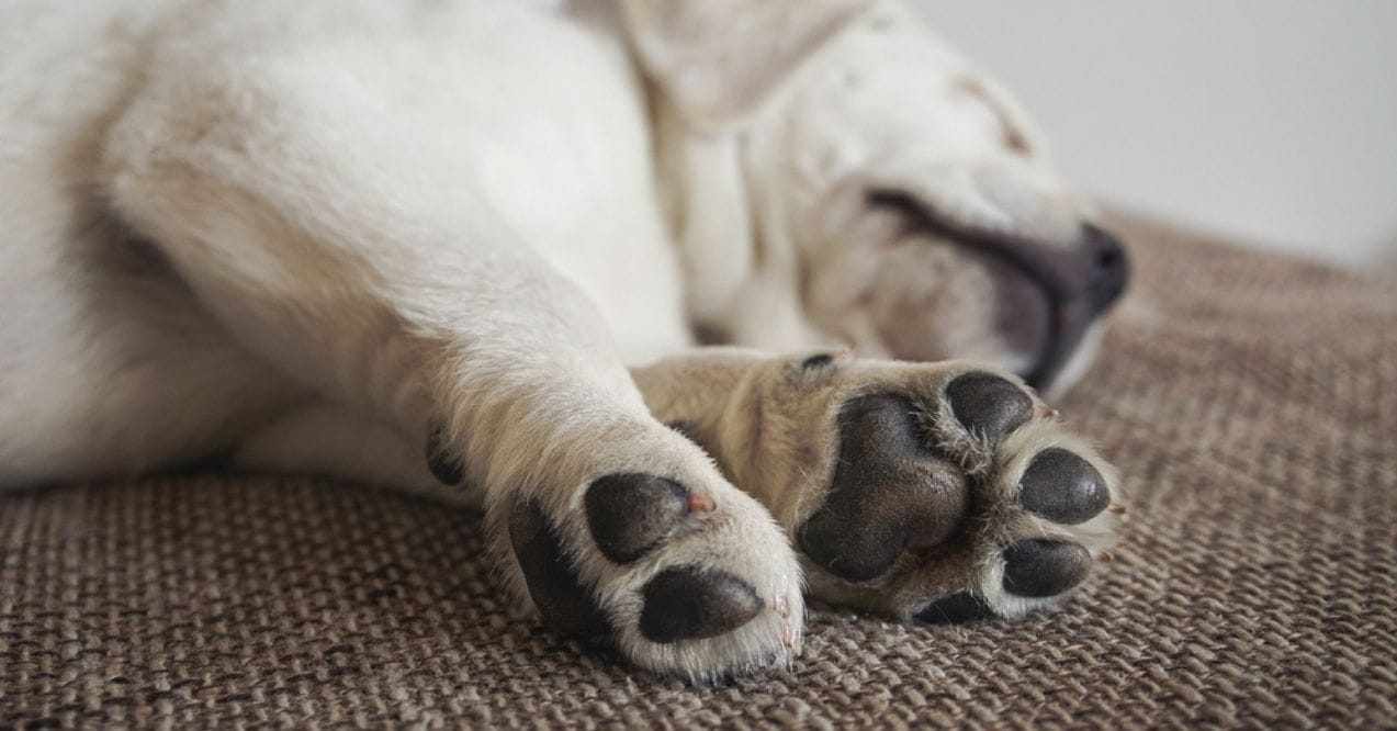 Close-up of a Labrador Retriever's paws while sleeping