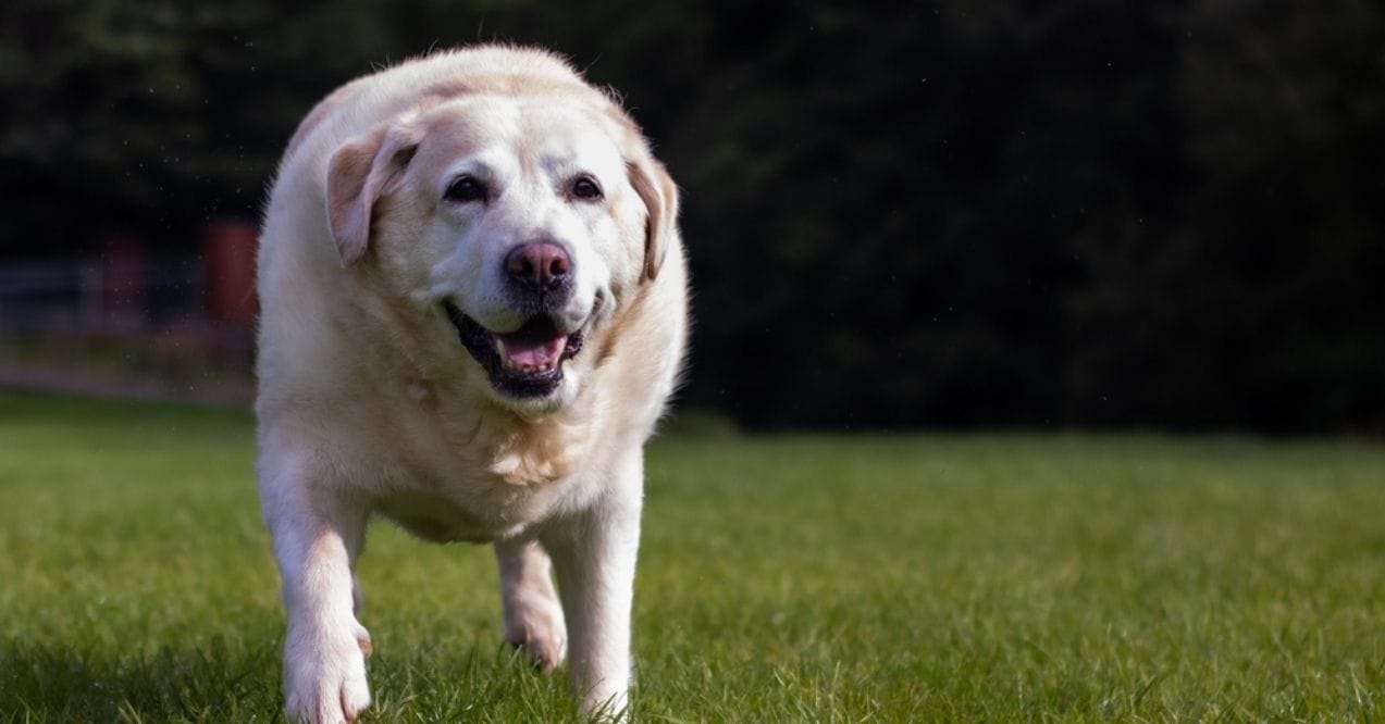 Overweight Labrador Retriever walking on green grass