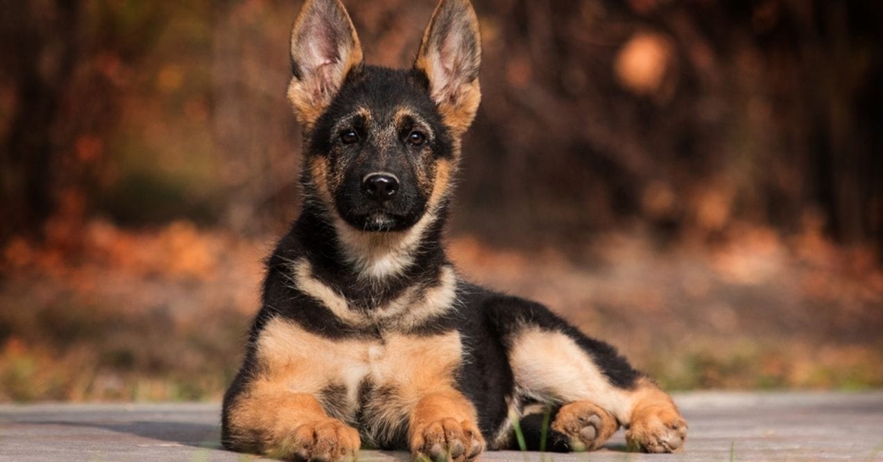 German Shepherd puppy sitting outdoors