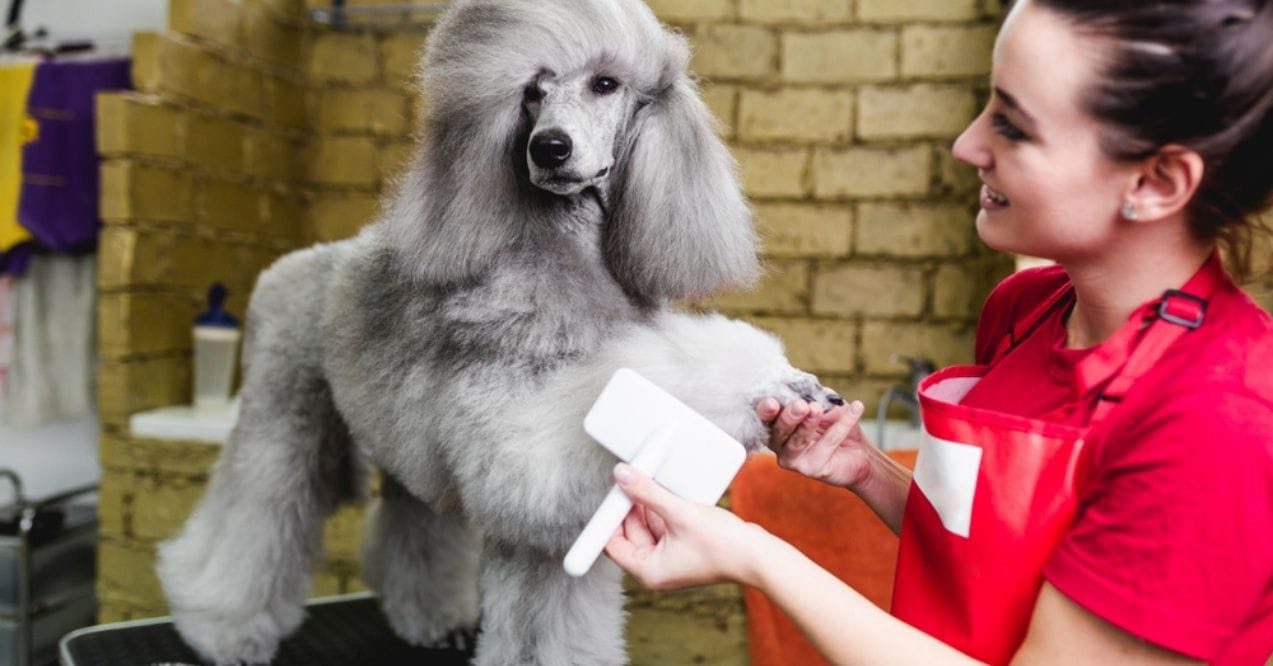 Standard Poodle being groomed by a professional