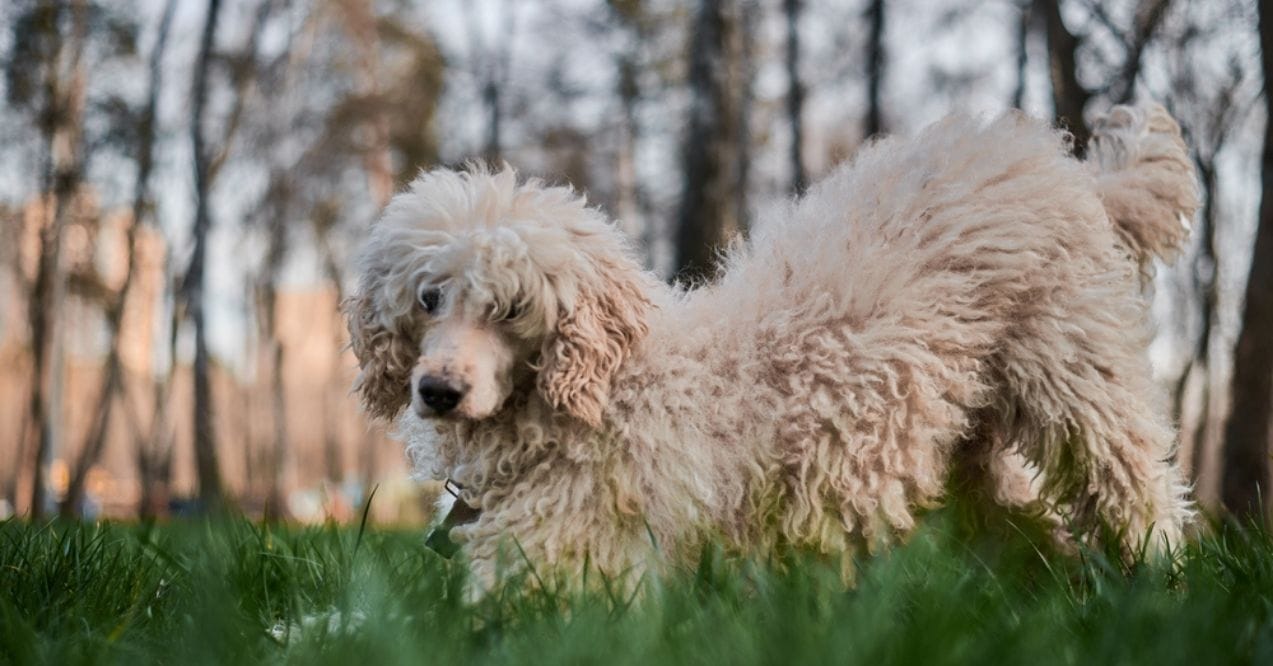 Cream-colored Poodle standing in a park