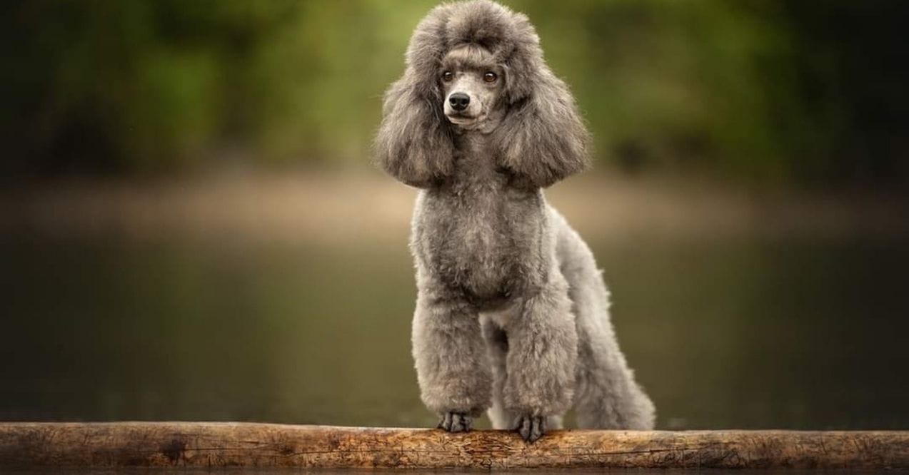 Gray Standard Poodle standing in a forest