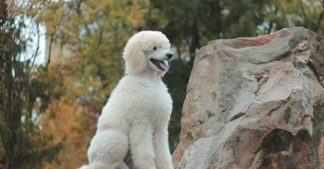 White Standard Poodle sitting on a rock outdoors