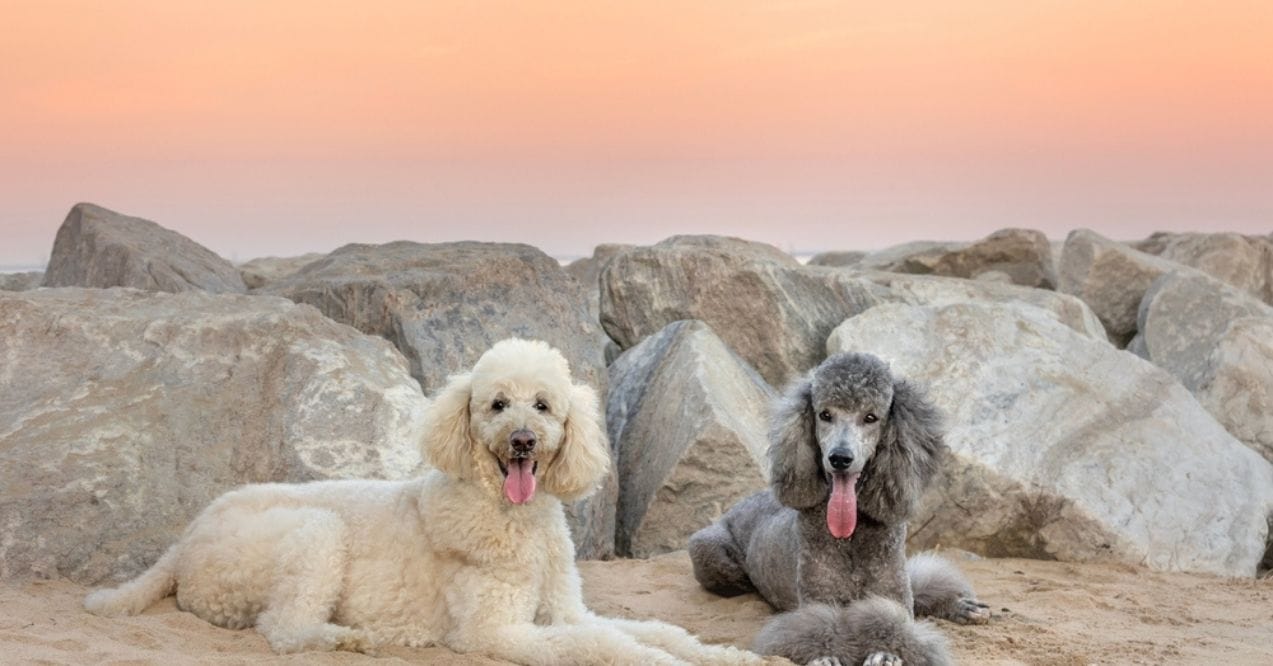 Two Standard Poodles lying on a sandy beach