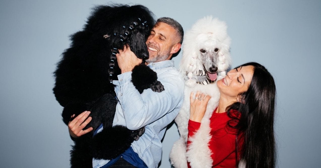 Two Standard Poodles cuddling with their owners indoors