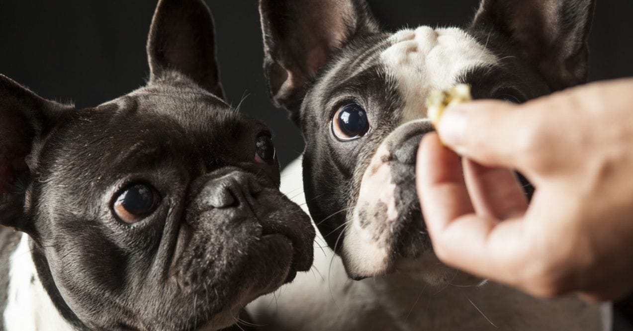 Two French Bulldogs eagerly looking at a hand holding a treat