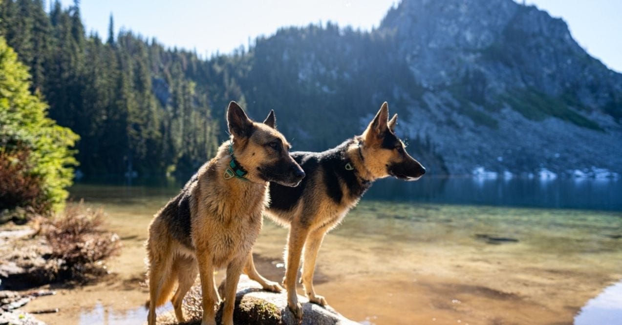 Two German Shepherds standing on rocks by a lake