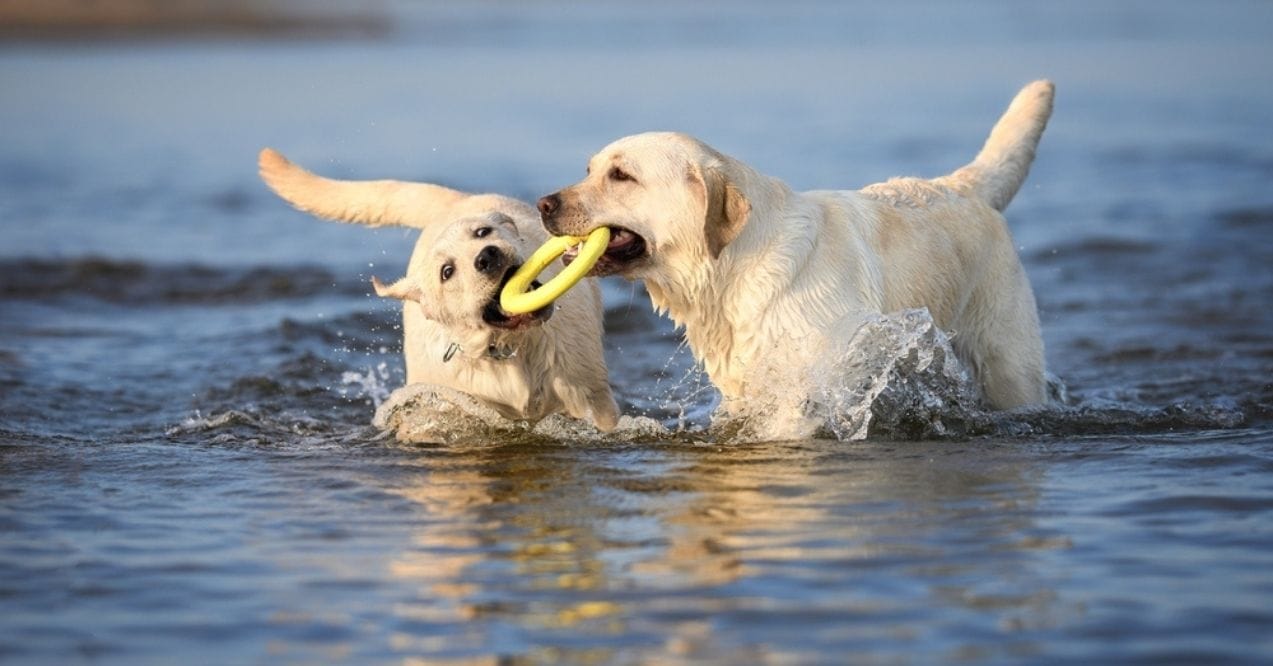 Two Labradors playing with a toy in the water