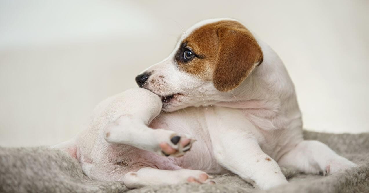 A puppy chewing its leg, discussing what to do about dog skin allergies.