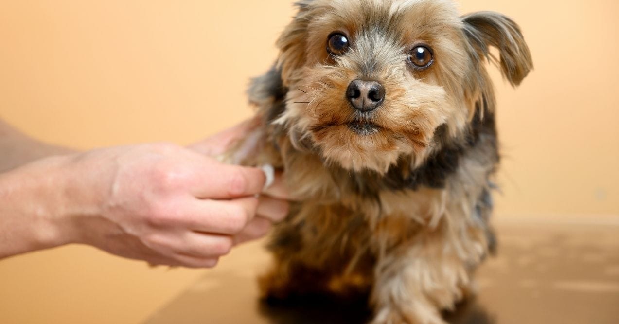 Small Yorkshire Terrier receiving a medical examination