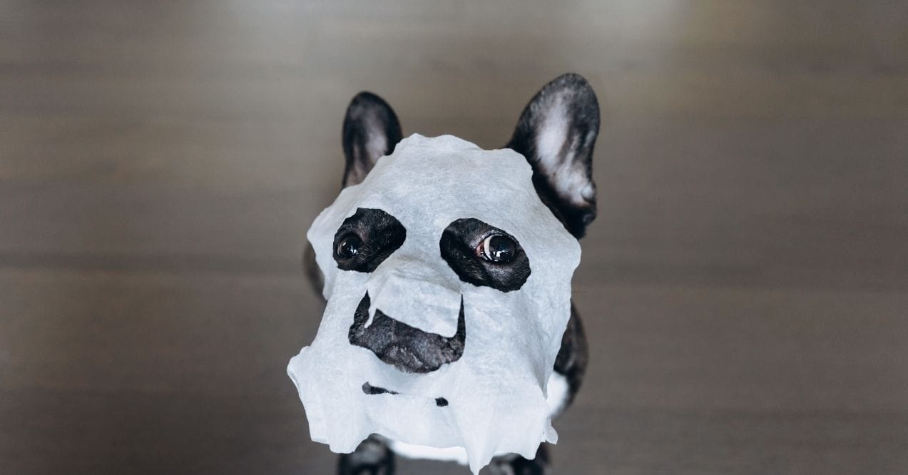 A French Bulldog wearing a sheet mask on its face