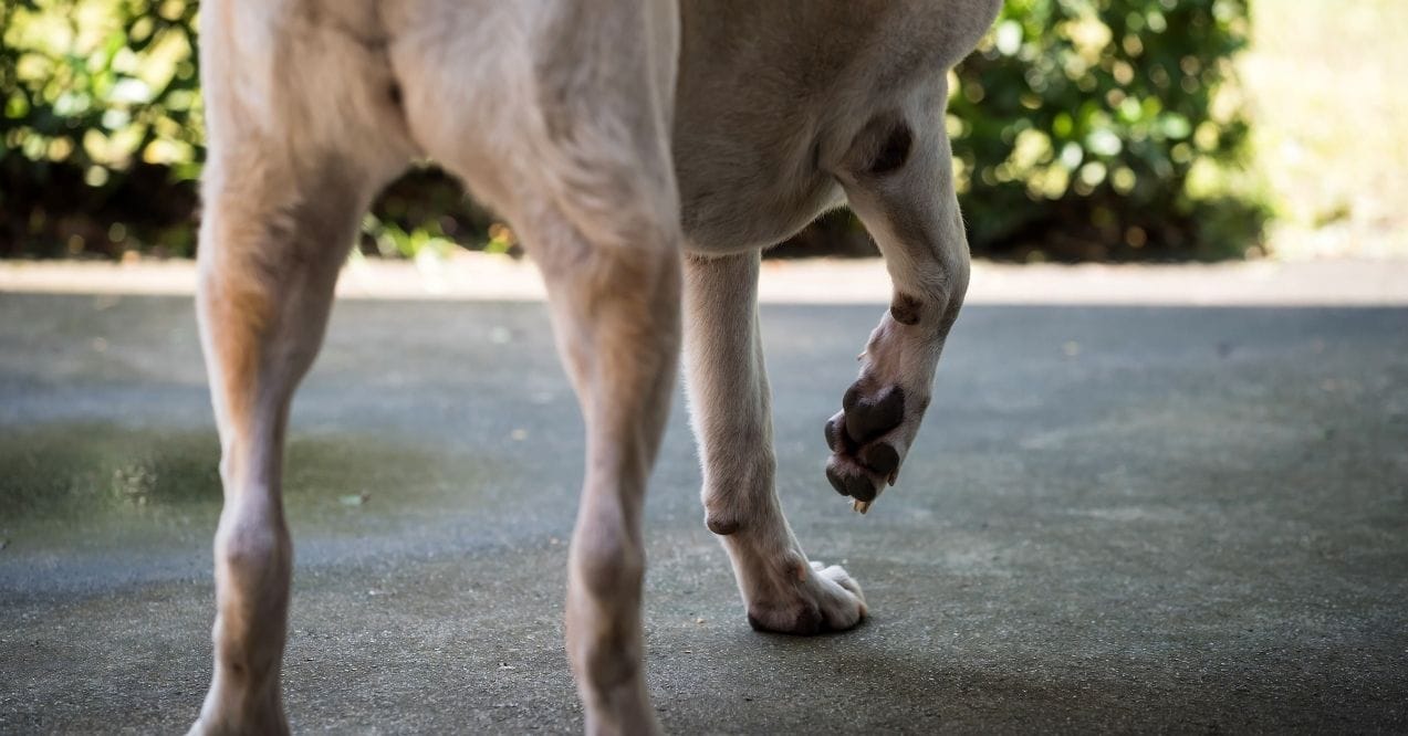 Dog lifting its hind leg while standing on a concrete surface