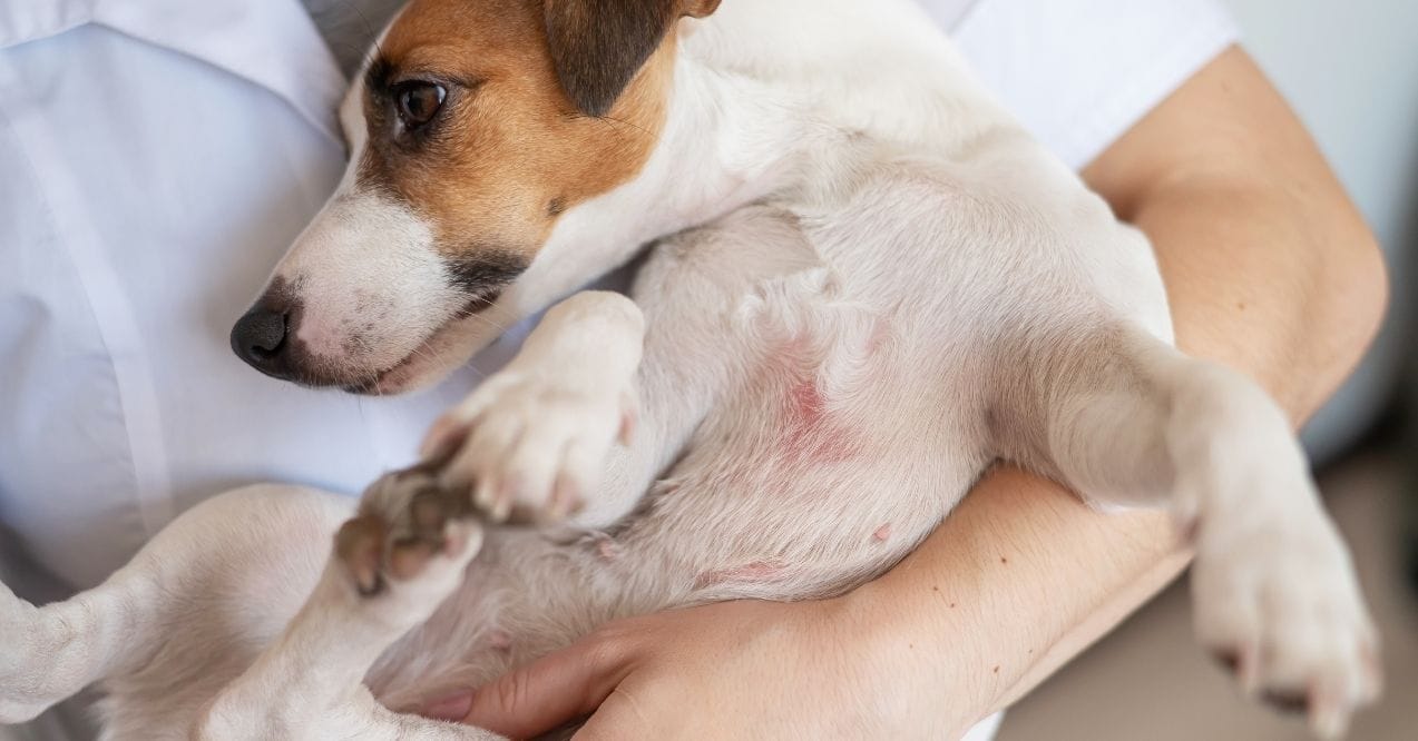 Dog with a red rash on its belly being held by a person