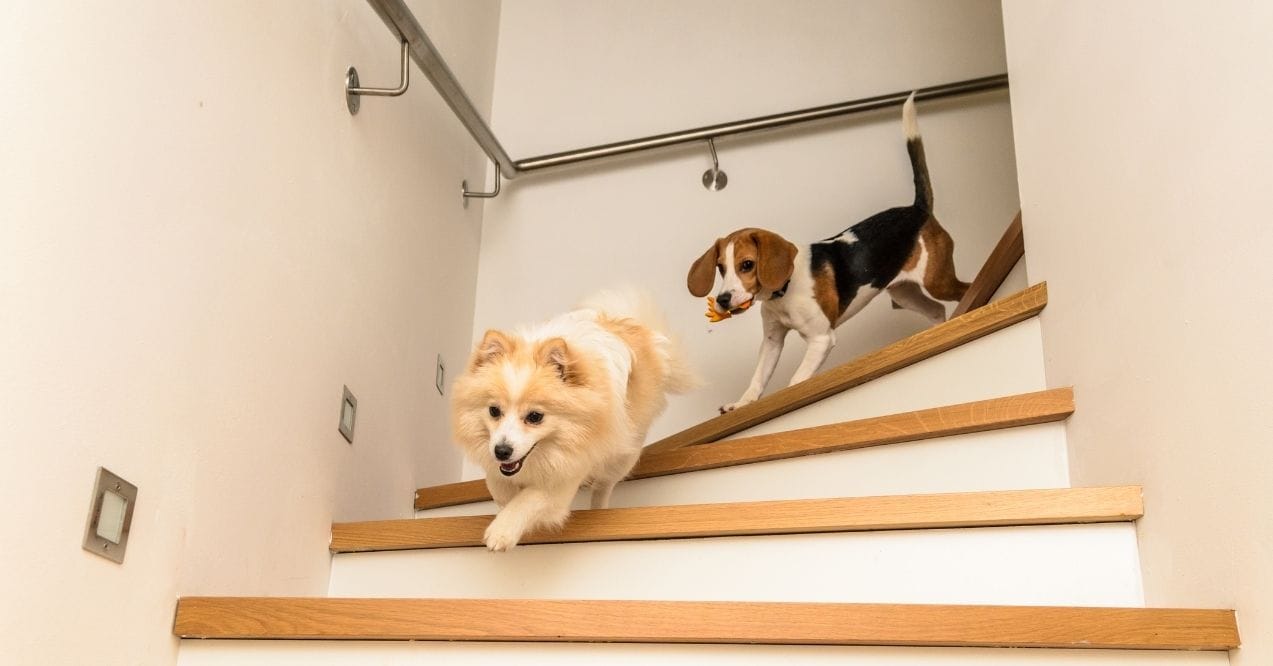 Two dogs running down a wooden staircase indoors