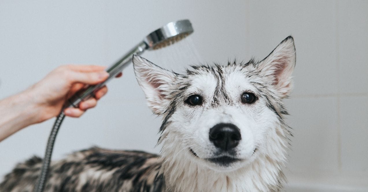 A wet dog being rinsed with a handheld shower in a bathtub