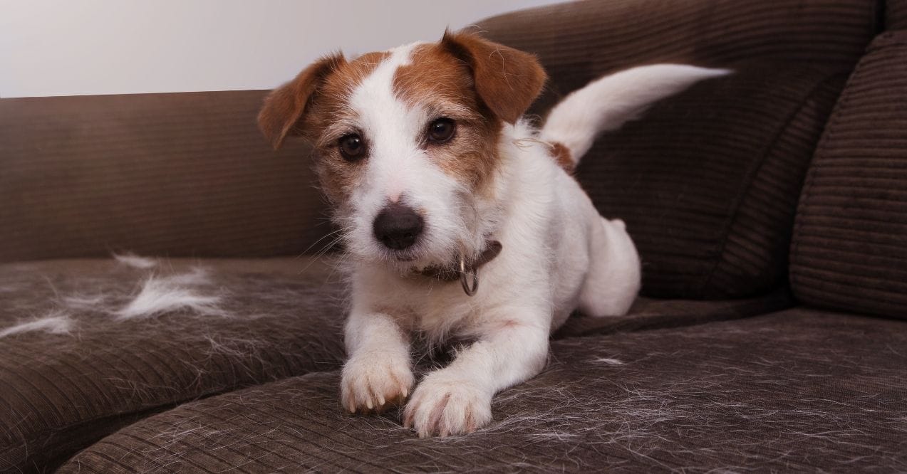 Jack Russell Terrier on a couch with excessive shedding fur