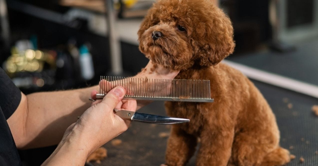 Toy poodle being groomed at a pet salon