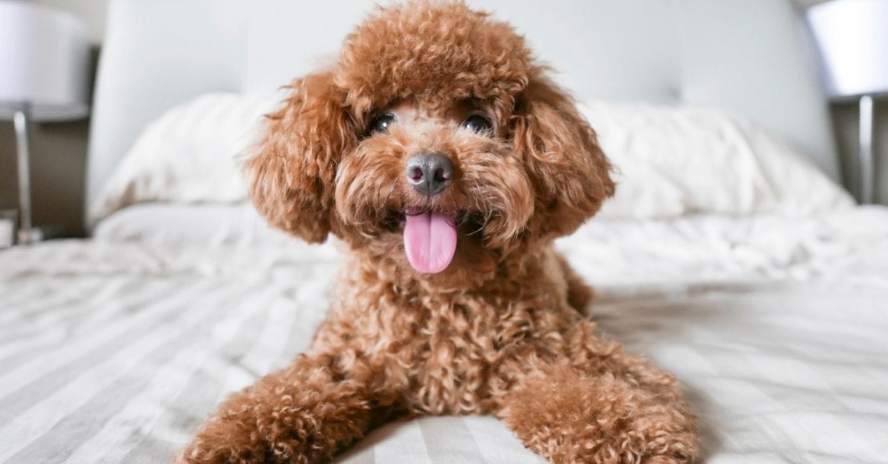 Toy Poodle Breed Information