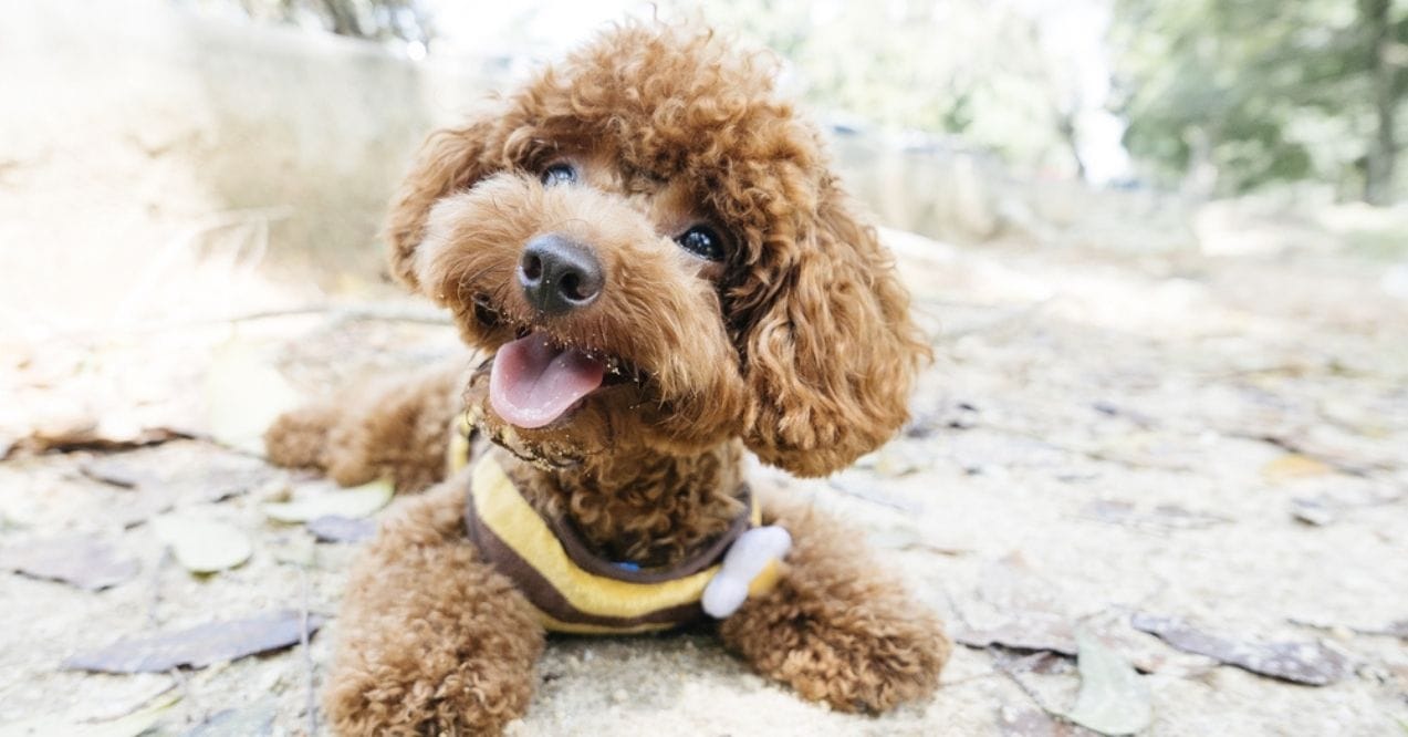 Toy poodle lying down on the ground, smiling