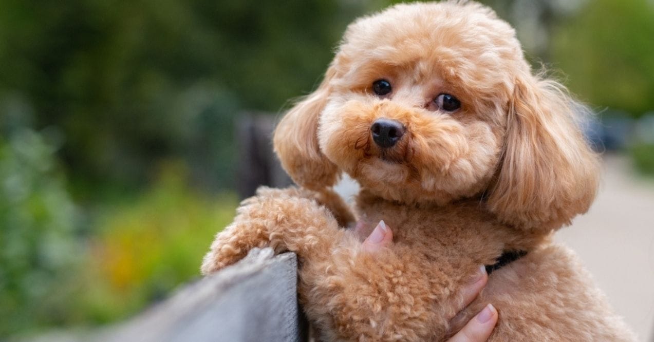 Toy poodle looking over a fence outdoors