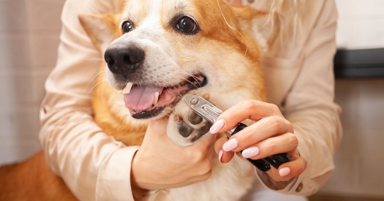 A person trimming a happy dog's nails with clippers