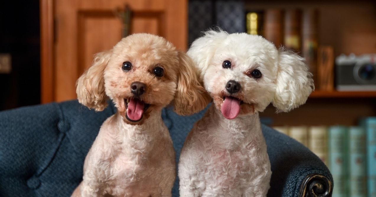 Two smiling toy poodles sitting together indoors