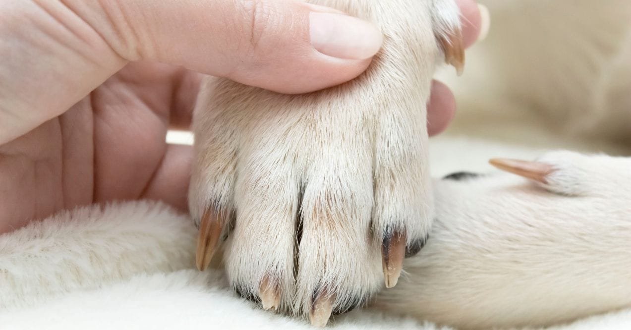 A close-up of a dog's paw with overgrown, discolored nails.