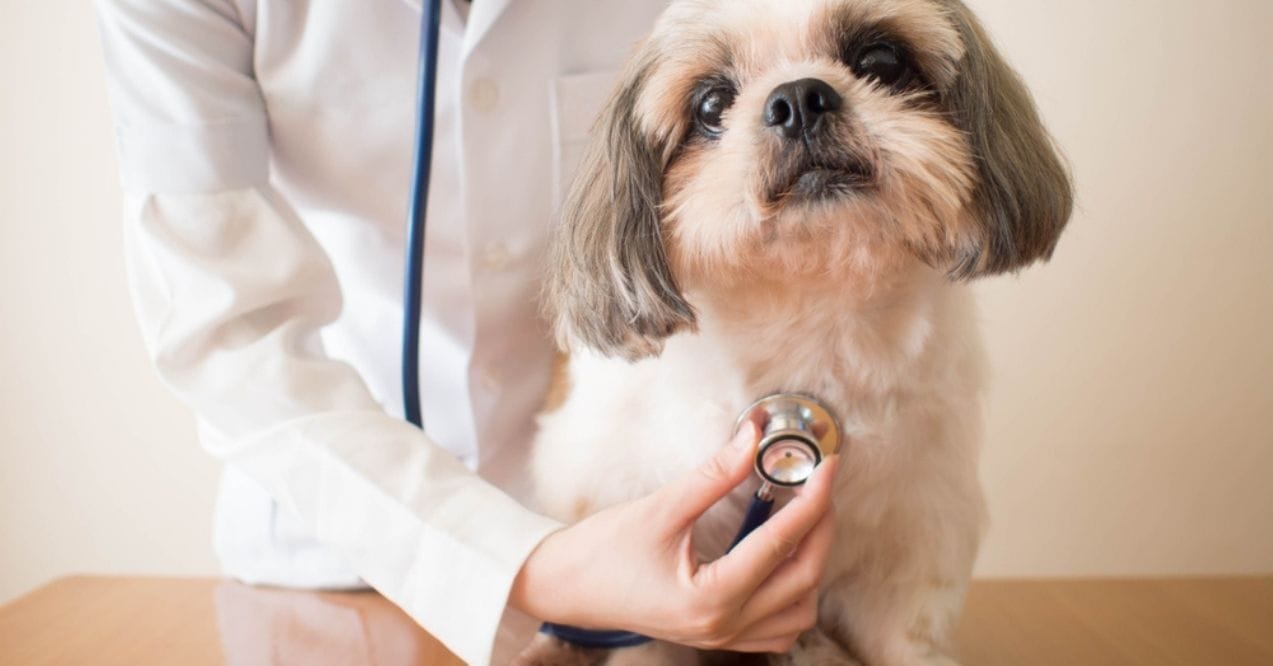 Veterinarian using a stethoscope to check a small dog