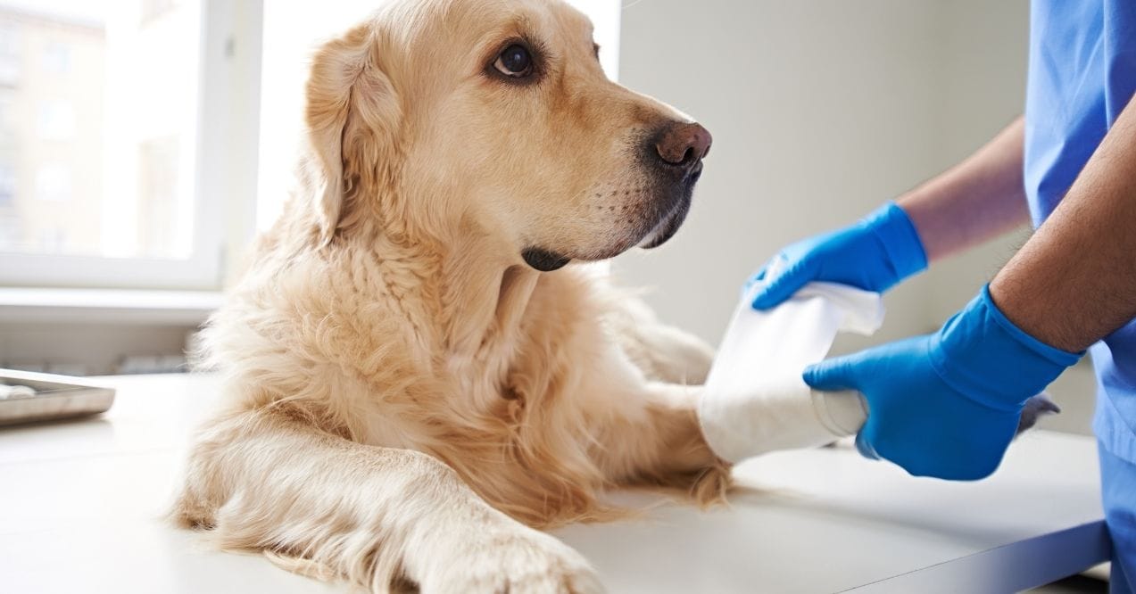 Veterinarian wrapping a bandage around a Golden Retriever's leg