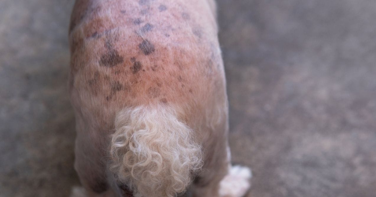 Black Spots on Dog’s Skin – Causes & Solutions