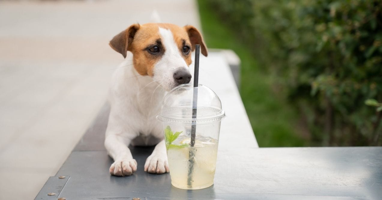 Jack Russell Terrier curiously looking at a beverage