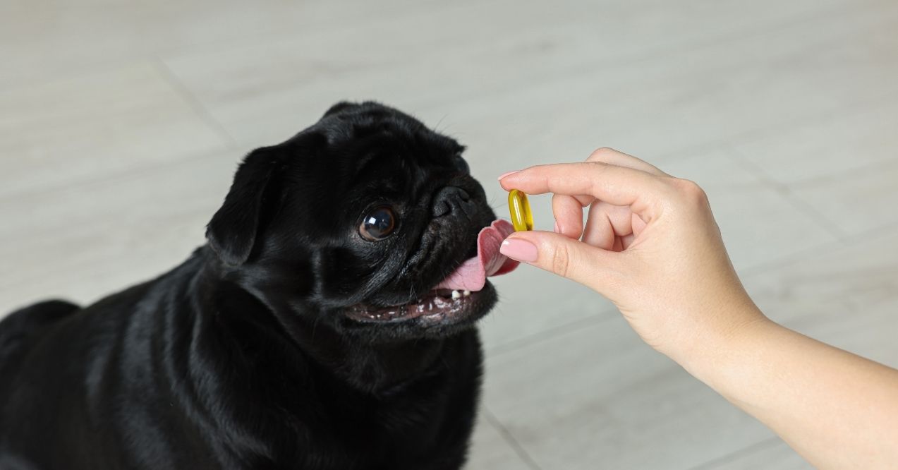 Black pug taking a fish oil supplement