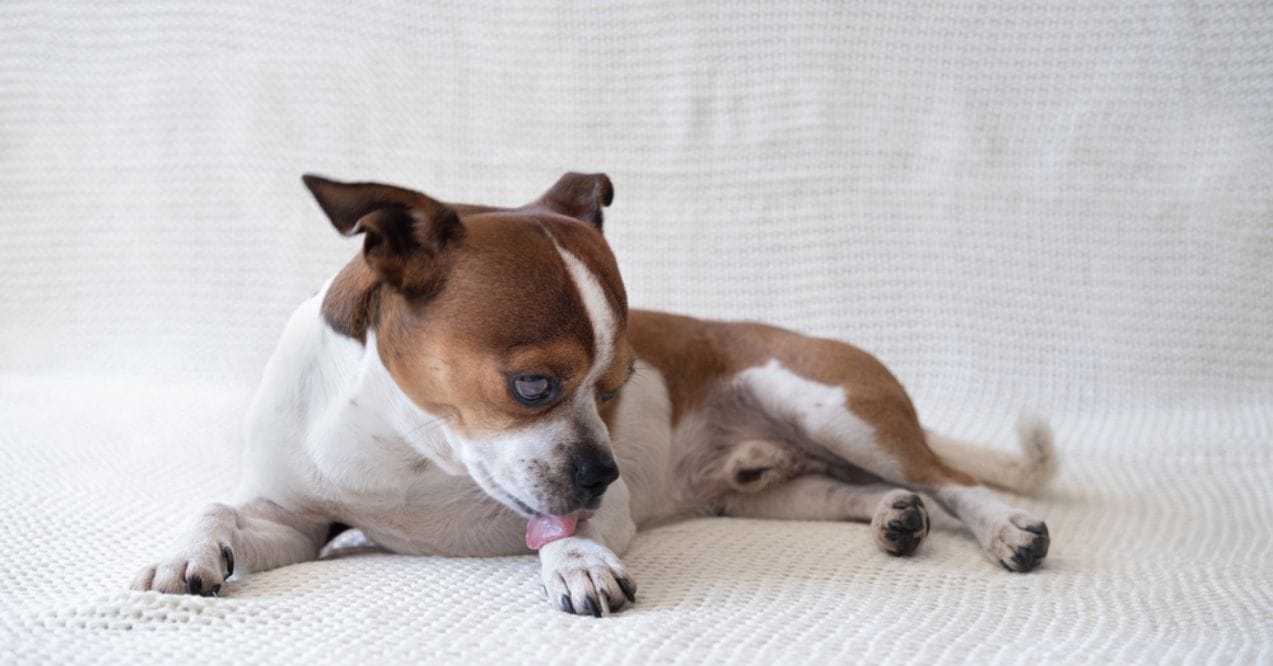 Chihuahua licking its paw while lying on a white textured surface