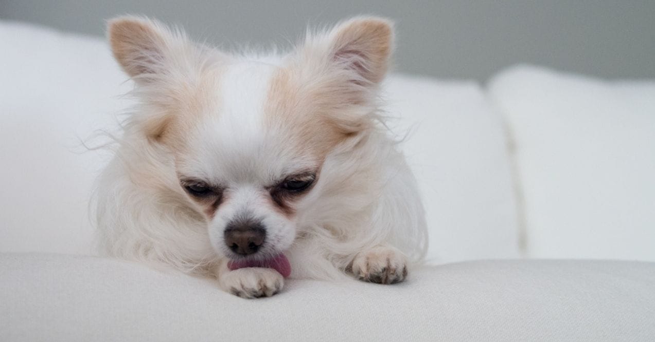 Small white Chihuahua licking its paw while resting 