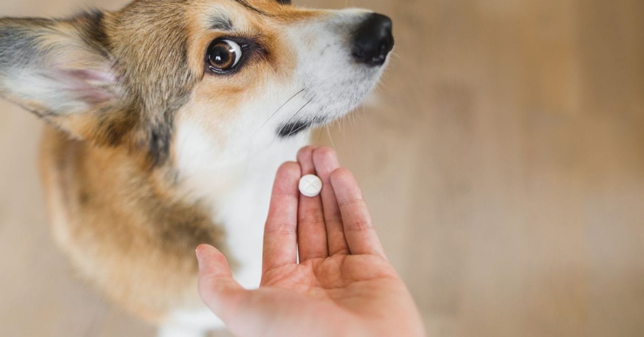 Corgi looking at a pill held by a person