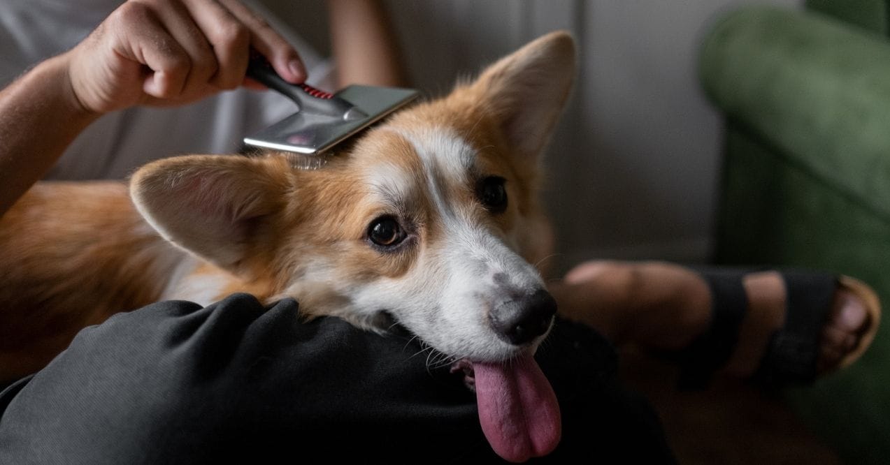 Corgi dog being brushed with a slicker brush while resting on owner's lap