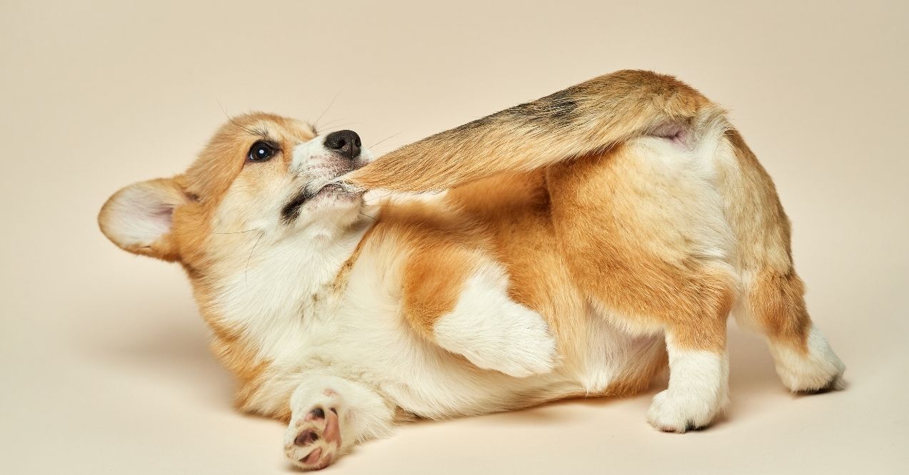 Corgi biting its tail