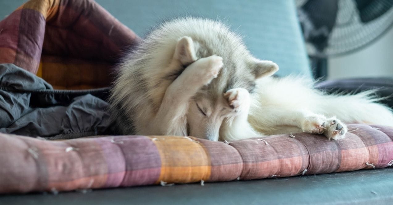 Siberian Husky resting on a cushion with paws covering its face